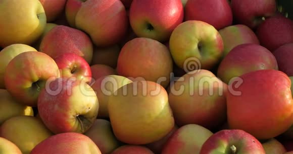 果园里的苹果树收获视频的预览图