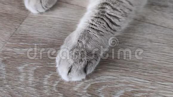 猫爪在地板上灰色苏格兰直种特写油毡用木纹家里的宠物视频的预览图