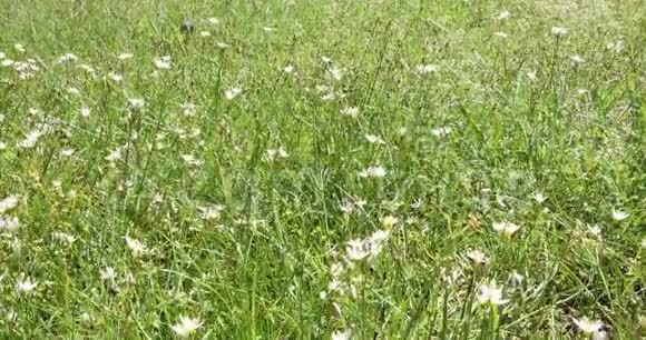 用白色野花在微风中吹拂的绿草高田野上剪彩4k镜头视频的预览图