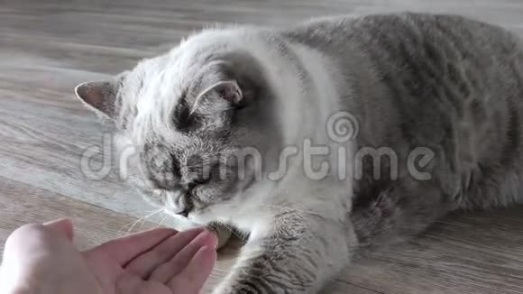 猫嗅着白色雌性手的手指灰色苏格兰直种特写地面拍摄油毡用木纹视频的预览图