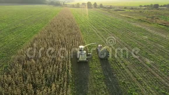 农业联合收割机收获玉米并倒入拖拉机拖车视频的预览图