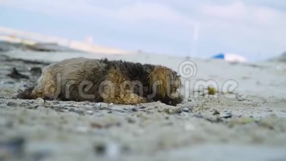 快乐的狗在海滩上的沙滩上闲逛视频的预览图