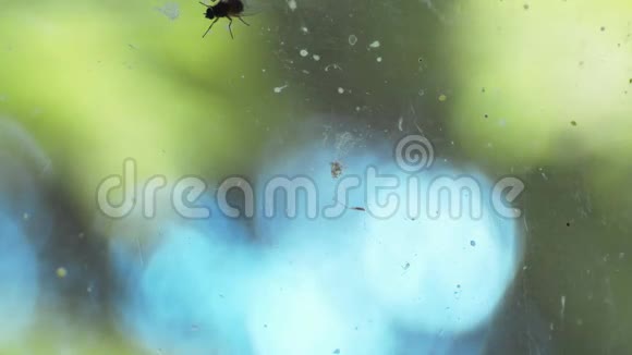 几只苍蝇在一块脏玻璃上来回走动视频的预览图