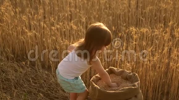 手里拿着小麦的孩子宝贝把谷物放在手掌上农夫的女儿小儿子在田里玩耍视频的预览图