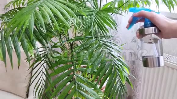 植物绿棕叶用粉碎机喷水白手握喷雾器瓶家查美多拉花托视频的预览图