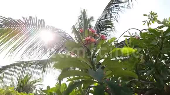 粉红色梅花枝在明亮的阳光下开花椰子树视频的预览图