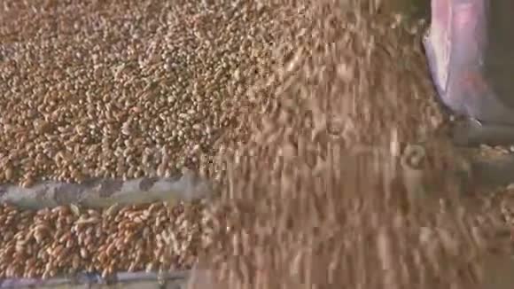 小麦掉落的特写小麦掉落的特写视频的预览图