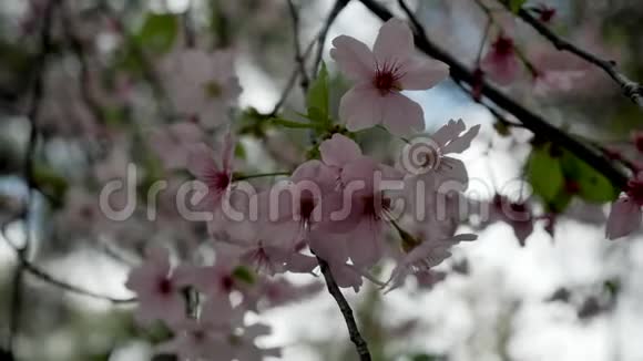 春天公园树上的粉红色樱花特写视频的预览图