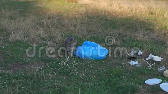 一只流浪猫坐在河岸的垃圾堆里的草地上视频的预览图