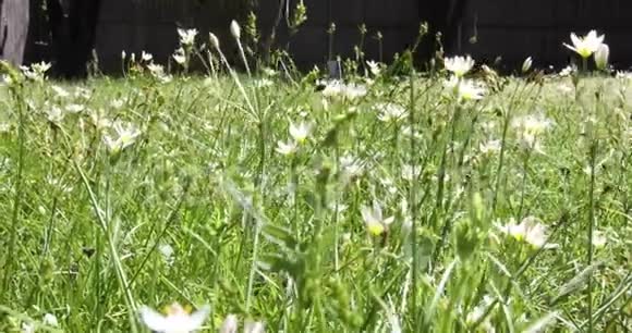 在微风中吹拂着高大的绿草带着白色的野花4K镜头视频的预览图