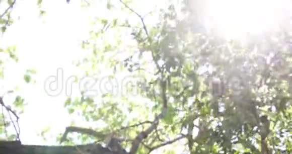 明亮的阳光透过树枝照射进来树枝在微风中吹动4k片段剪辑视频的预览图