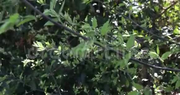 4k片灌木树枝和树枝在微风中吹动的镜头在阳光下闪闪发光视频的预览图