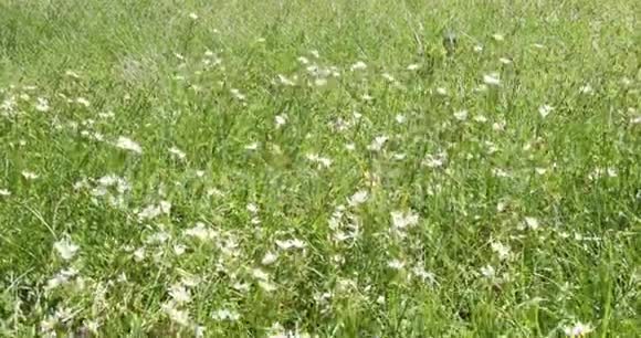 一片绿草如茵的田野微风吹拂着白色的野花4K镜头视频的预览图
