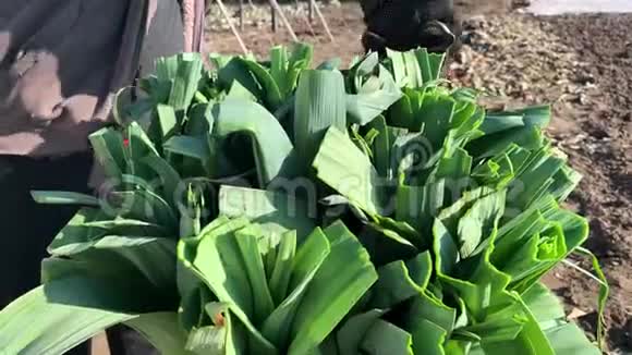 农夫切一束韭菜的绿叶完善展示蔬菜产品待售农业和农业视频的预览图