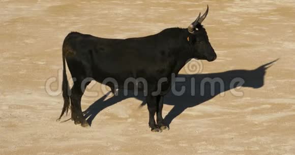 法国卡马尔格的圣特斯梅尔的法国式无血斗牛视频的预览图