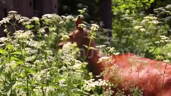 野鹿在野外放牧视频的预览图
