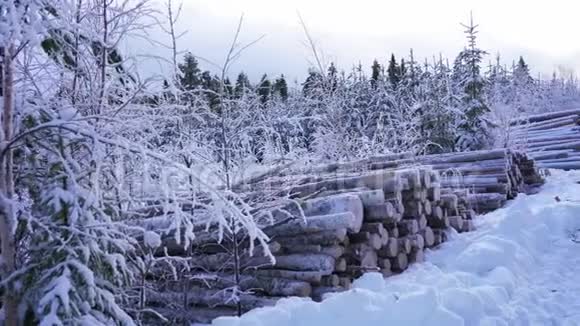 雪林中木材伐木的慢锅最近砍伐的树木木头堆积起来工业木材储存现代林业视频的预览图