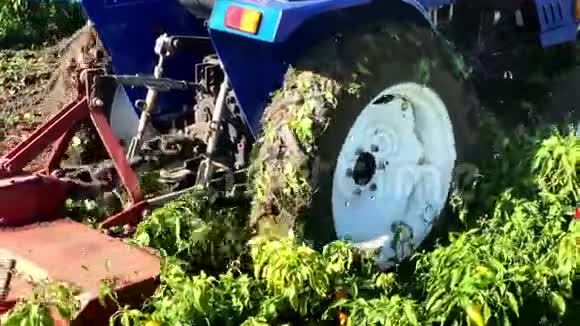 拖拉机上的农民在收获后用活性碾磨土壤碾磨青椒顶部农业作物F视频的预览图