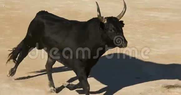 法国卡马格的桑特斯梅尔的法国式的无血斗牛视频的预览图