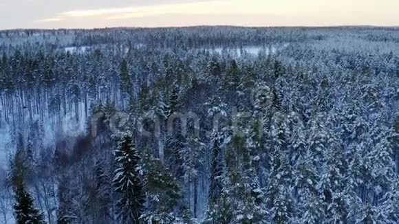 瑞典北部乌梅市周围冬季松树林的壮丽景色拍摄于12月下旬即冬季视频的预览图