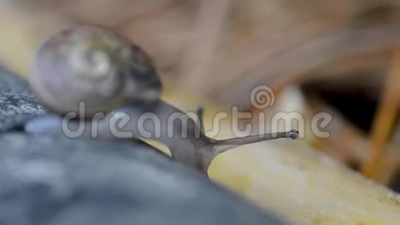 蜗牛在木头上行走视频的预览图