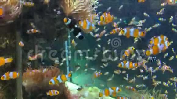 一群小丑鱼在海葵和珊瑚礁附近的水族馆里游泳视频的预览图