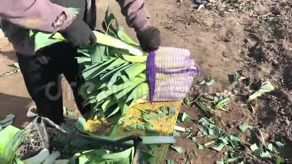 农夫把新鲜收获的韭菜装进一个网袋里一束组装好的蔬菜准备运输和销售农场视频的预览图
