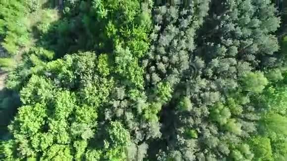 低和高树的森林盘旋在空中视频的预览图
