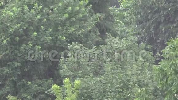 4风暴暴雨的夏雨林木材树叶雨暴风雨的自然视频的预览图