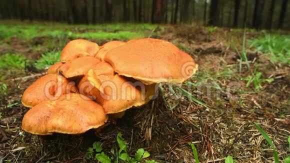 带雨的蘑菇松林群视频的预览图