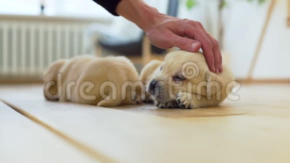 一只手在地板上抚摸小狗视频的预览图