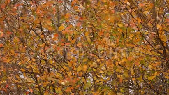 金树带秋叶视频的预览图