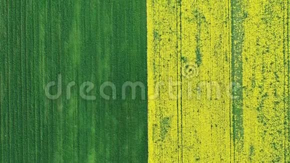 半青半黄的田野上的高空油菜和熟小麦视频的预览图