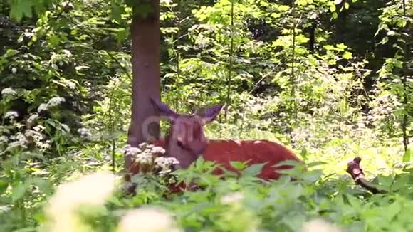 野鹿在野外放牧视频的预览图
