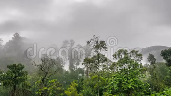 雾在热带雨林中消散视频的预览图