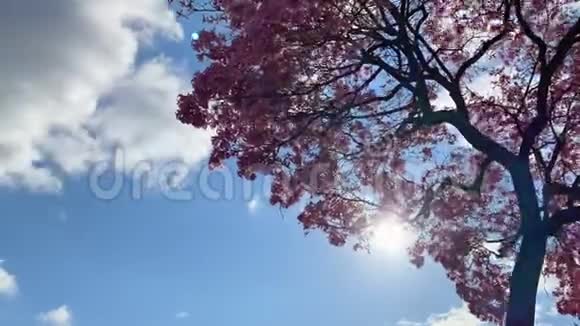 粉红色樱花树的时间流逝带着动人的云彩视频的预览图