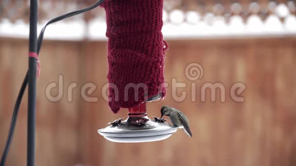 雌性安娜在冬季从红色后院喂食的蜂鸟视频的预览图