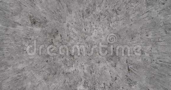 覆盖着雪和海霜的混合森林视频的预览图
