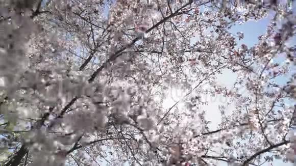 盛开的杏树树枝覆盖着白花在风中摆动视频的预览图