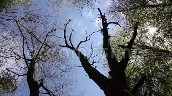 树木的剪影视频的预览图
