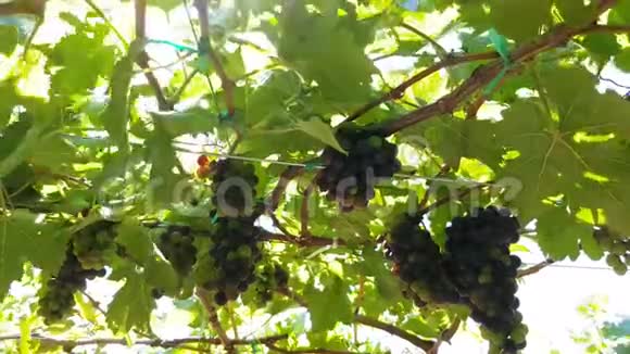 多汁的黑葡萄挂在葡萄园的藤蔓上视频的预览图