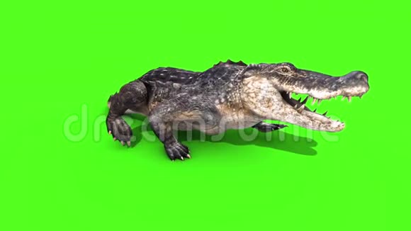 鳄鱼爬行动物静态行走前圈绿色屏幕视频的预览图