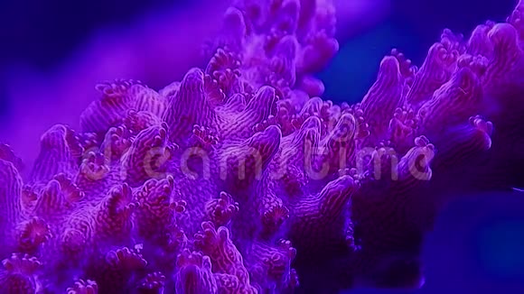 单孢石质珊瑚具完全伸展的珊瑚视频的预览图