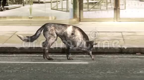狗步行和嗅嗅动画背景3D渲染循环动画视频的预览图