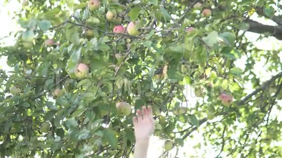 一个孩子从苹果树上摘苹果视频的预览图