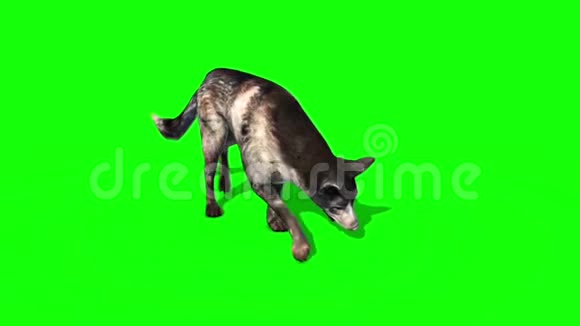 狗步行和嗅嗅绿屏3D渲染循环动画视频的预览图