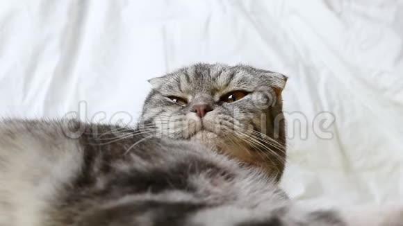 一只灰色的苏格兰褶皱猫躺在床上睡意朦胧地打着哈欠视频的预览图