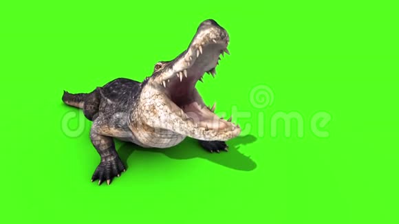 鳄鱼爬行动物攻击前圈绿色屏幕视频的预览图