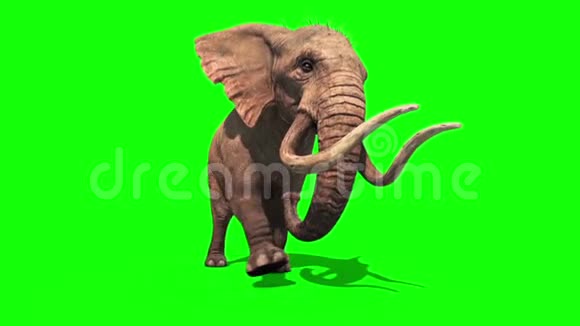 大象奔跑静态透视绿幕3D渲染动画视频的预览图