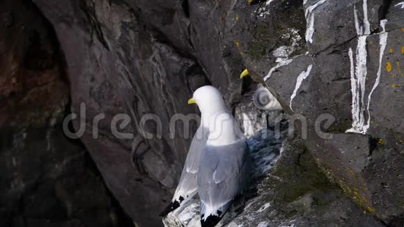 一只海鸥坐在海洋岩石上关闭冰岛的慢动作视频的预览图
